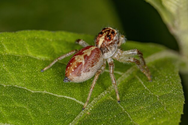 Aranha saltadora masculina do gênero frigga