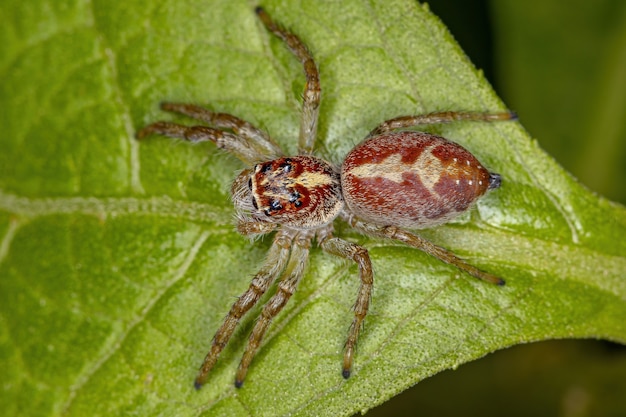 Aranha saltadora masculina do gênero Frigga