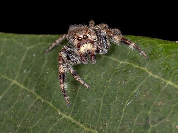 Aranha saltadora masculina do gênero Metaphidippus