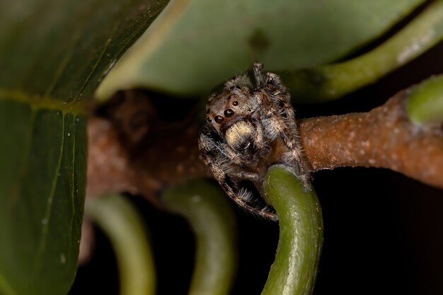 Aranha saltadora masculina do gênero Metaphidippus