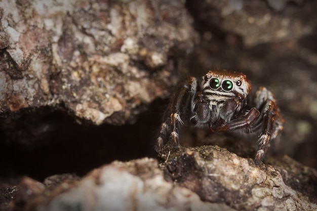 Aranha saltadora na casca de árvore marrom