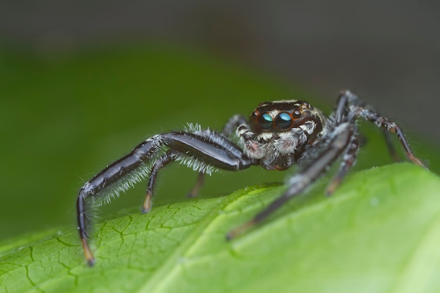 Aranha saltadora na folha verde na natureza