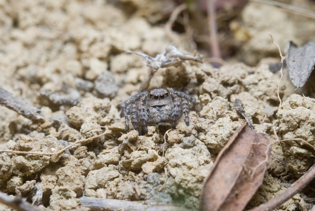 Aranha saltadora na natureza brilhante