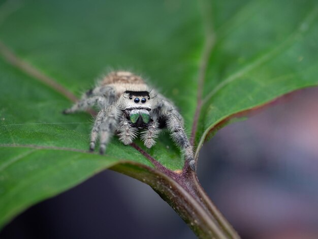 Foto aranha saltadora no fundo da natureza de folha verde