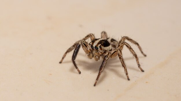 Aranha saltadora Pantropical adulta macho da espécie Plexippus paykulli