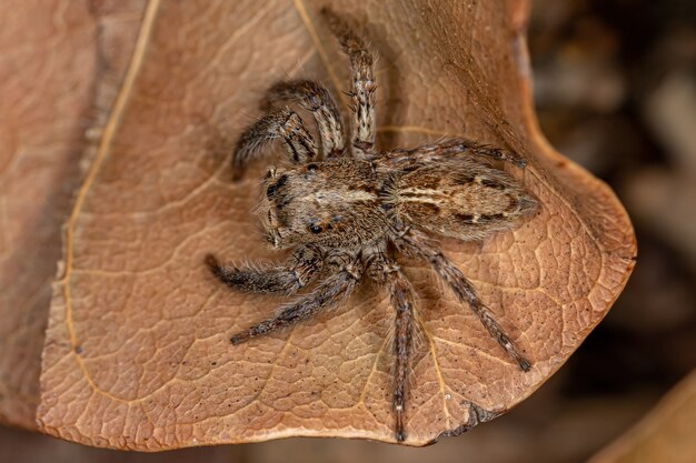 Aranha saltadora pantropical da espécie Plexippus paykulli