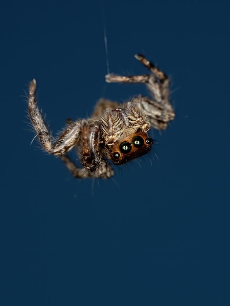 Aranha saltadora pantropical da espécie Plexippus paykulli