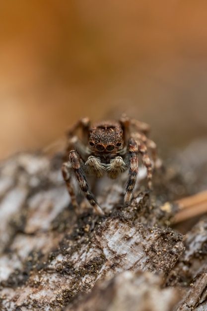 Aranha saltadora (Salticidae) sentada em um tronco de madeira