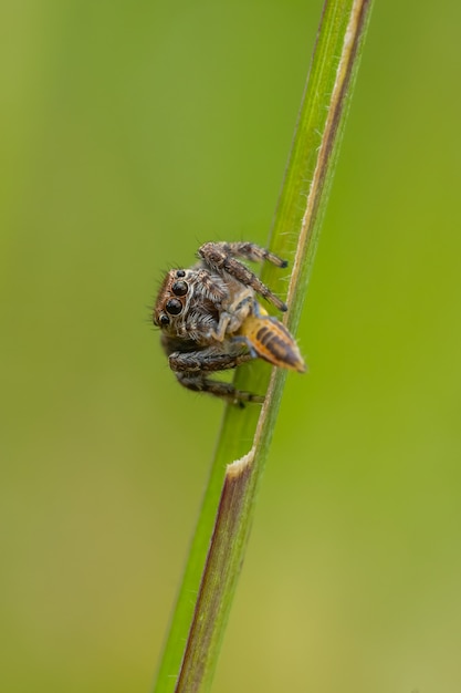 Aranha saltadora (Salticidae) sentada em uma folha de grama.