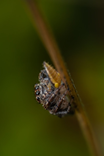 Aranha saltadora (Salticidae) sentada em uma folha de grama.