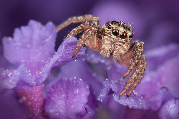 Aranha saltadora toda coberta de gotas de orvalho na bela flor roxa