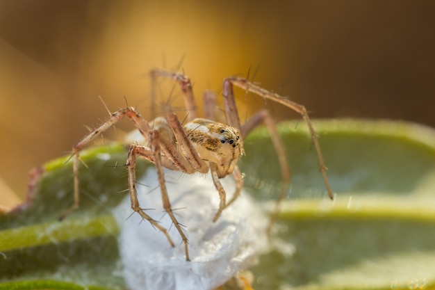 Aranha saltadora