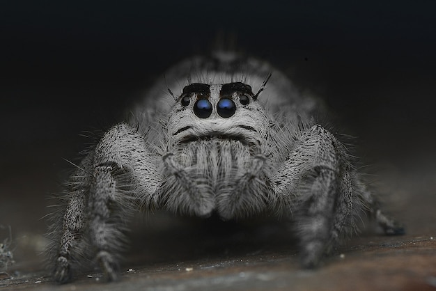 Foto aranha saltadora