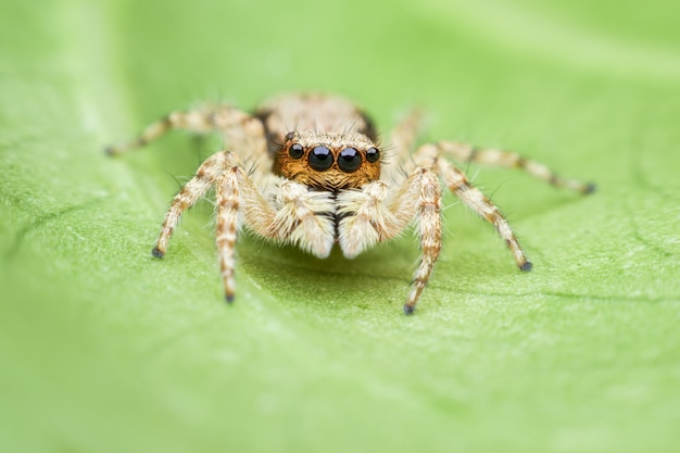 Aranha saltadora