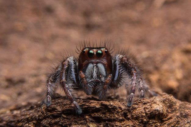 Aranha saltadora