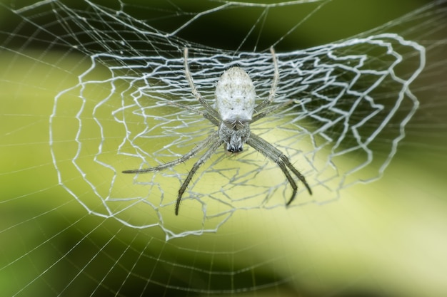 Aranha super macro sentado na web