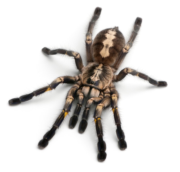 Aranha tarântula, poecilotheria metallica, na frente de fundo branco