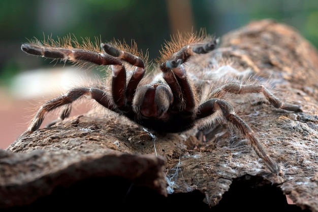 Aranha tarântula pronta para atacar