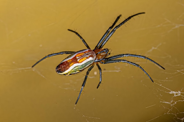 Aranha tecelã orb da basílica pequena