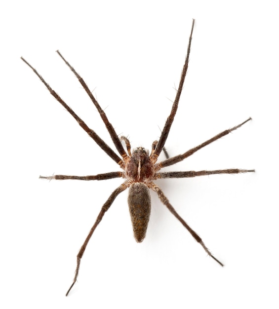 Aranha teia de berçário, Pisaura mirabillis, na frente do fundo branco