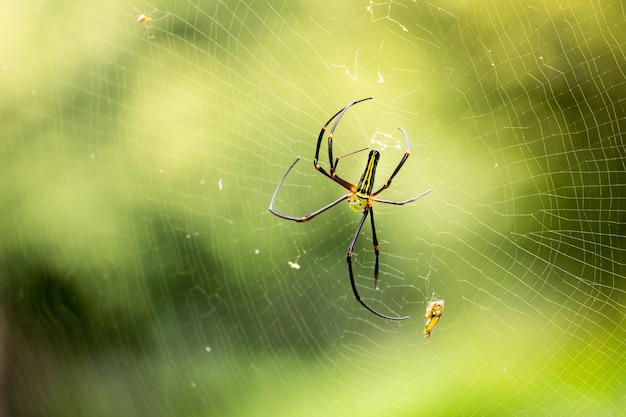 Aranha temerosa (araneae) na web