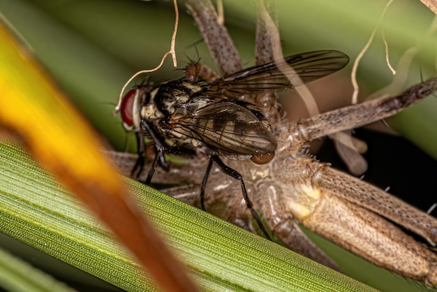 Aranha Trechaleid fêmea adulta atacando em uma mosca