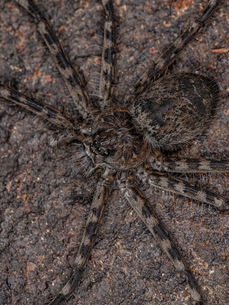 Aranha Trechaleida Fêmea Adulta