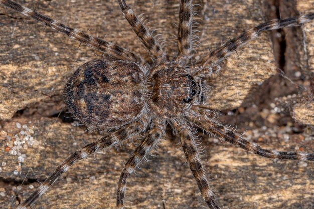 Aranha Trechaleidae adulta da Família Trechaleidae