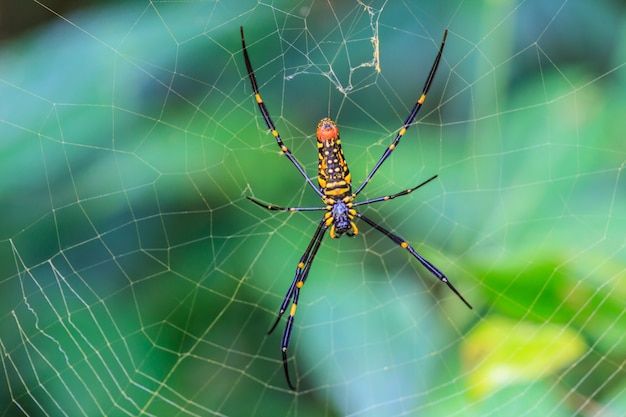 Aranha tropical grande - nephila (esfera dourada)