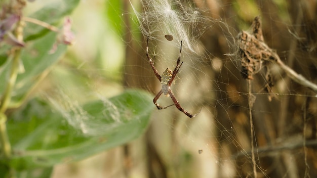 Aranha tropical na teia inseto caçador aranha predador na teia