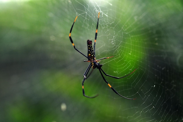 Aranha verde aracnídeo perigosa fechada