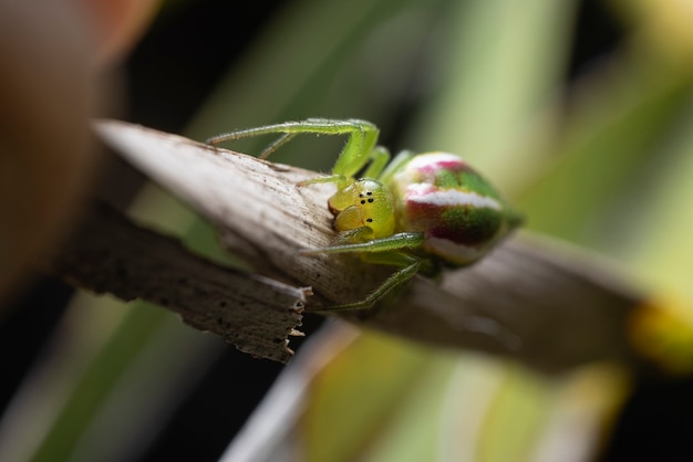 Foto aranha verde em uma folha