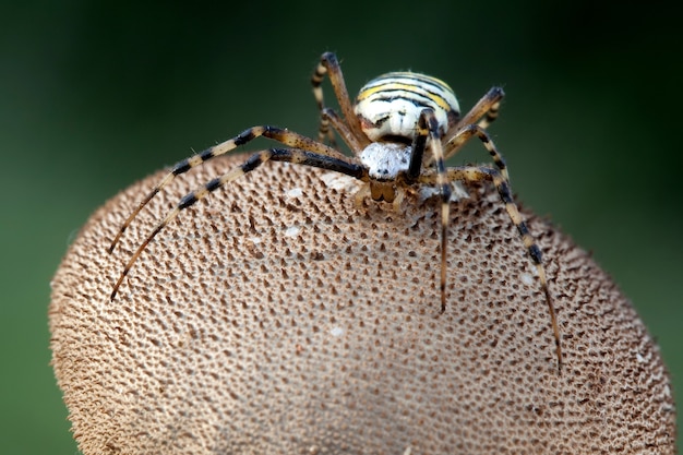 Aranha vespa no cogumelo puffball marrom.