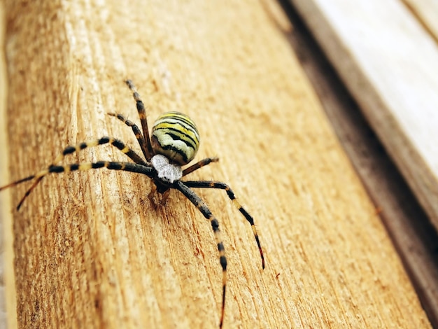 Foto aranha vespa