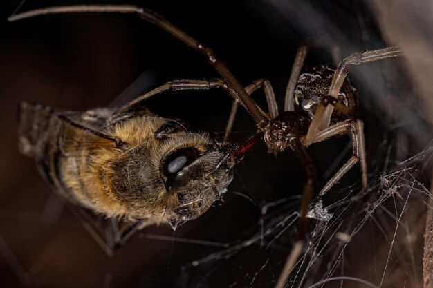 Foto aranha-viúva-marrom adulta fêmea predando uma abelha-do-mel ocidental fêmea adulta