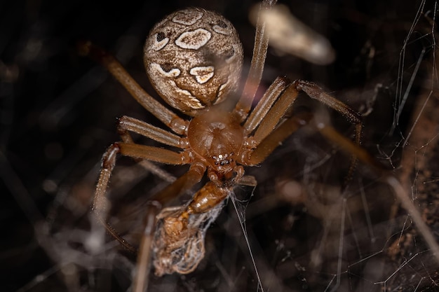 Foto aranha viúva-marrom adulta