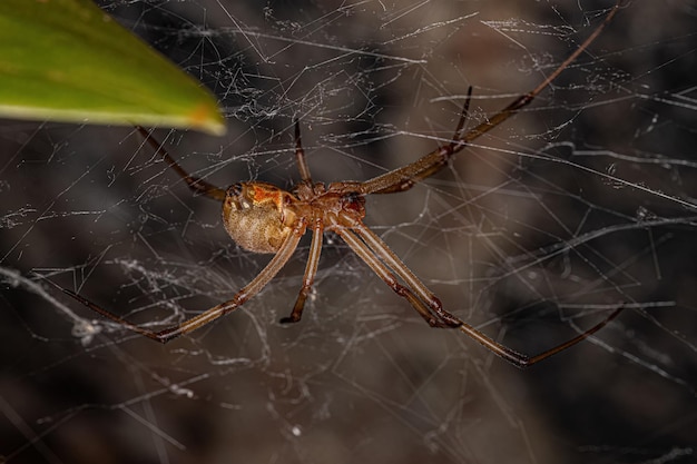 Aranha viúva-marrom adulta