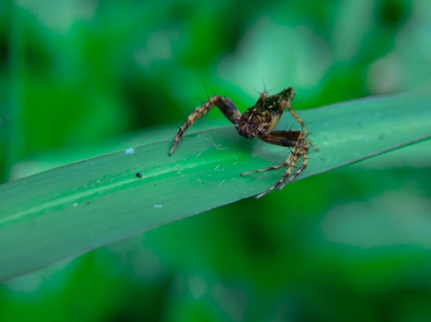 Foto aranha xysticus croceus em uma folha