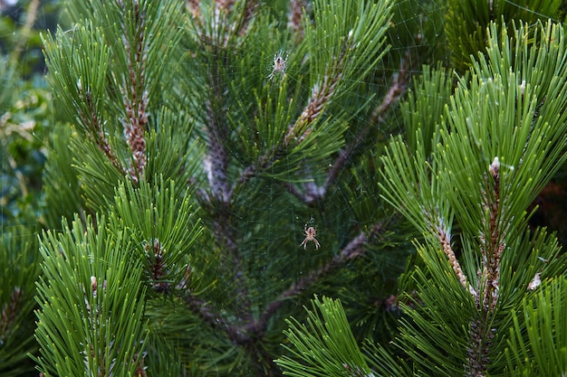 Aranhas em uma teia entrelaçada em galhos de pinheiro