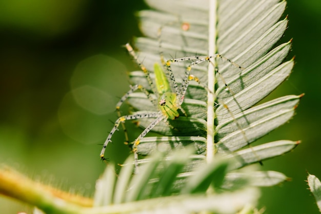 Aranhas espreitam nas folhas