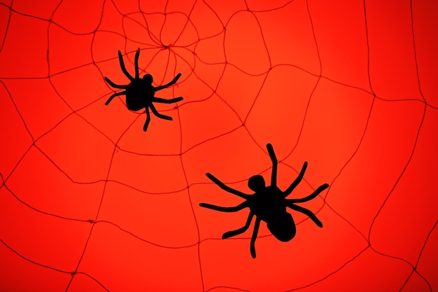 Aranhas na web conceito de decoração de Halloween