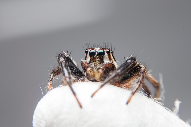 Aranhas saltadoras