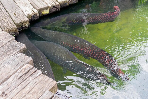 Arapaima gigas