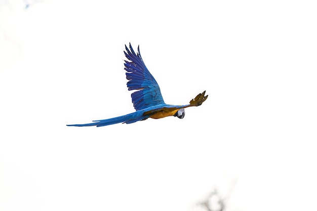 Foto arara-azul-amarela adulta da espécie ara ararauna