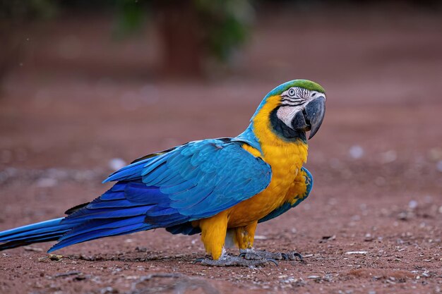 Arara-azul-amarela adulta da espécie Ara ararauna