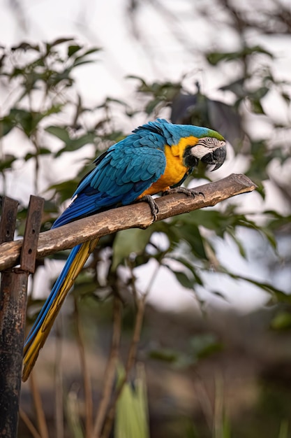 Arara-azul-amarela adulta da espécie Ara ararauna