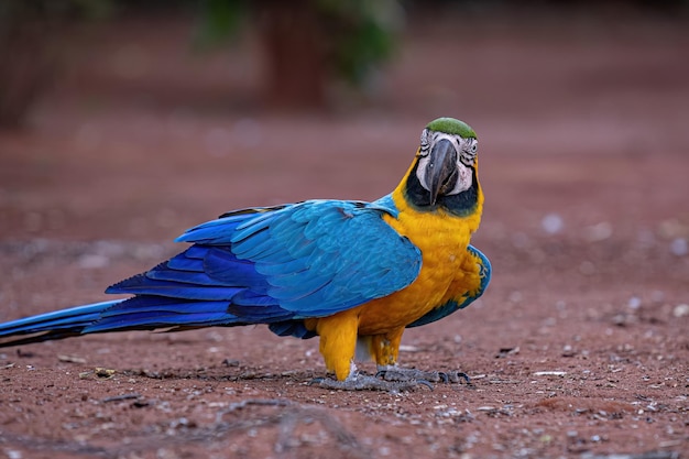 Arara-azul-amarela adulta da espécie Ara ararauna