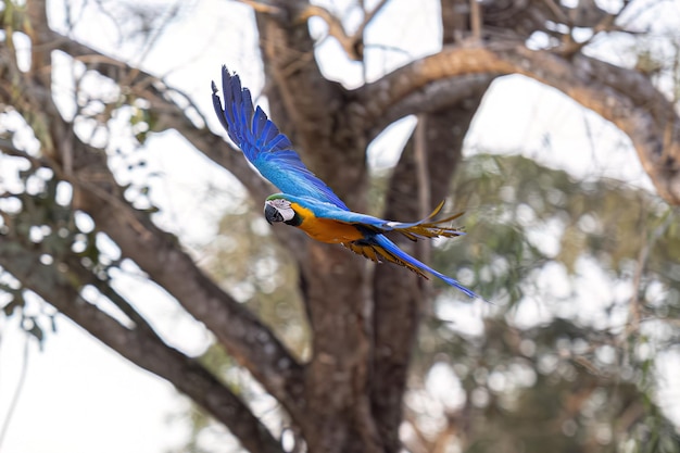 Arara-azul-amarela adulta da espécie Ara ararauna