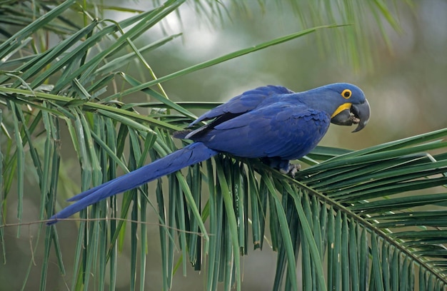 Arara-azul Anodorhynchus hyacinthinus Pantanal Brasil América do Sul