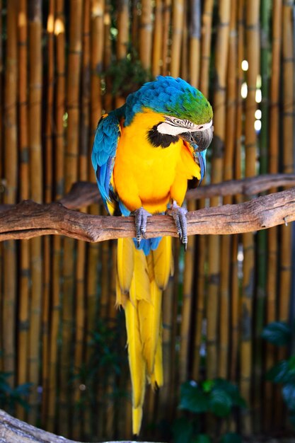 Foto arara azul e amarela closeup ara ararauna pássaro exótico